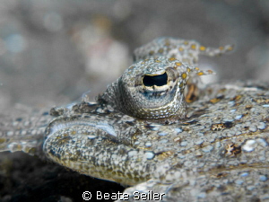 Flounder close up by Beate Seiler 
